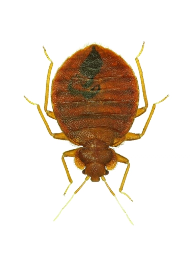 Bách khoa côn trùng Bọ chét