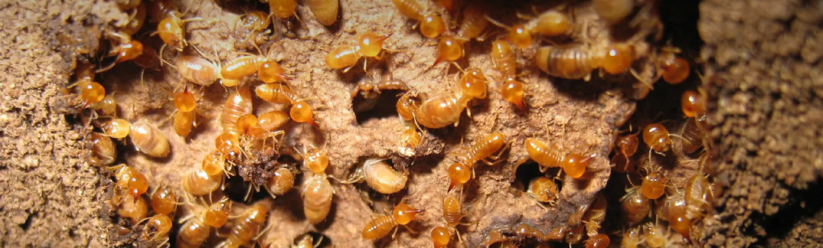 Diệt mối tận gốc